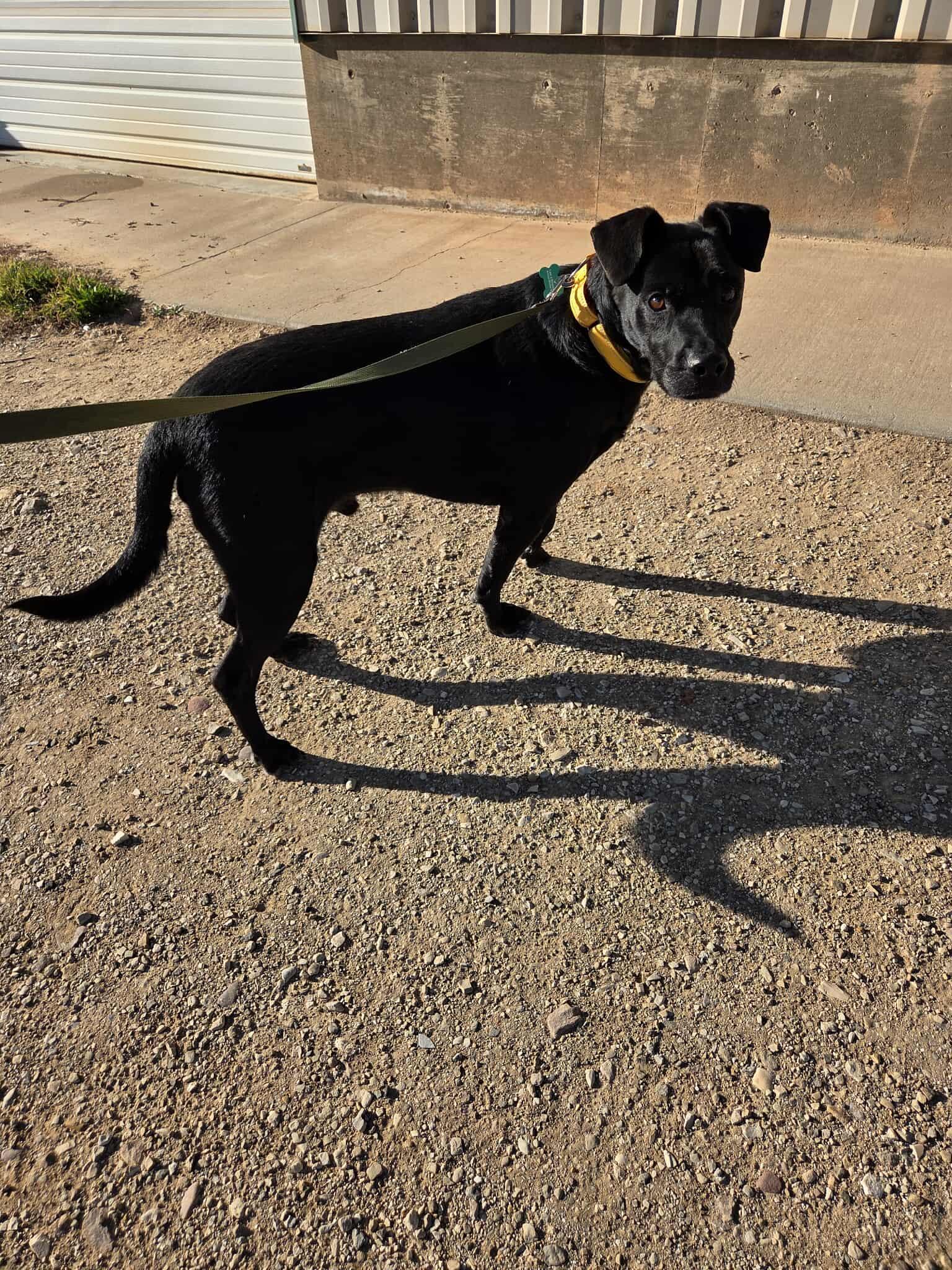 Peta, a Adoptable mixed breed in Roosevelt, UT image 1/3