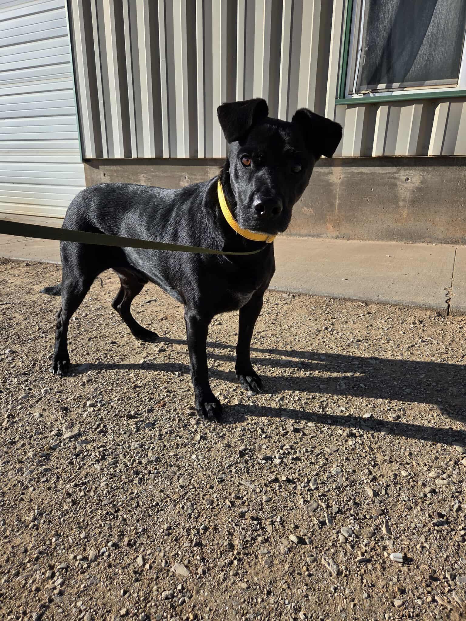 Peta, a Adoptable mixed breed in Roosevelt, UT image 2/3
