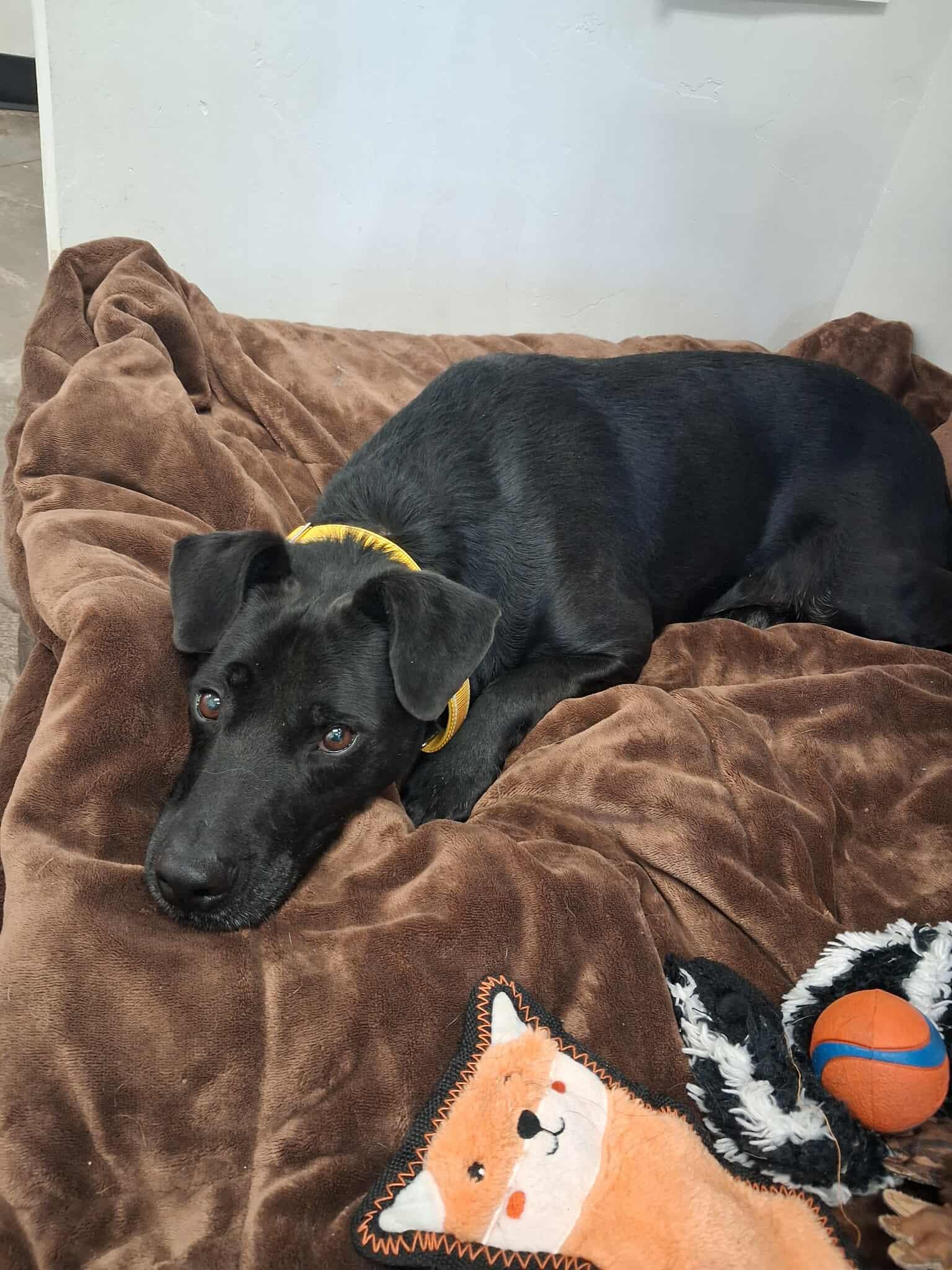 Peta, a Adoptable mixed breed in Roosevelt, UT image 3/3