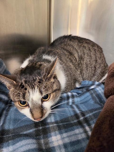 Bing, Adoptable, Adult Male Domestic Medium Hair.