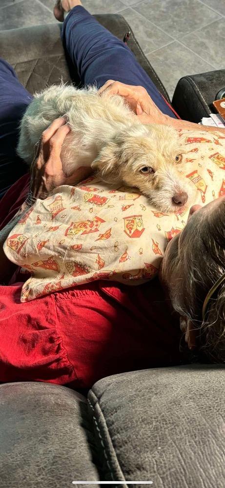 Peaches, Adopted, Young Female Terrier.