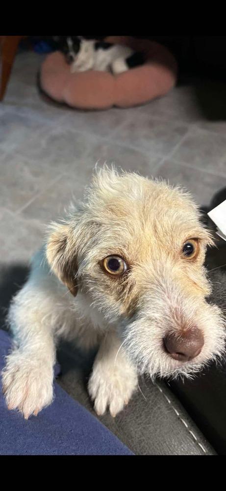 Enlarge Peaches, a Adopted mixed breed in Syracuse, NY image 2/6