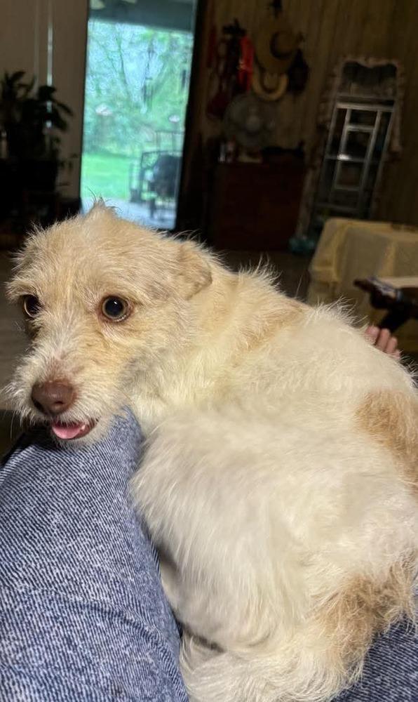 Enlarge Peaches, a Adopted mixed breed in Syracuse, NY image 4/6