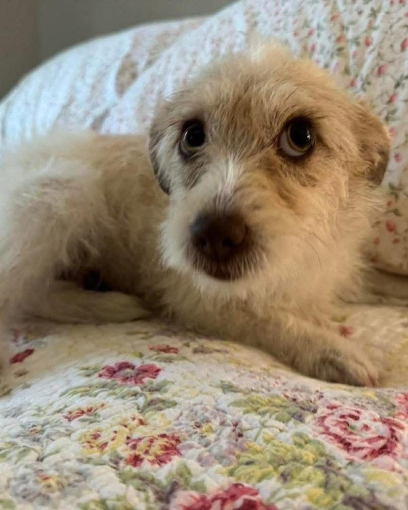 Enlarge Peaches, a Adopted mixed breed in Syracuse, NY image 5/6