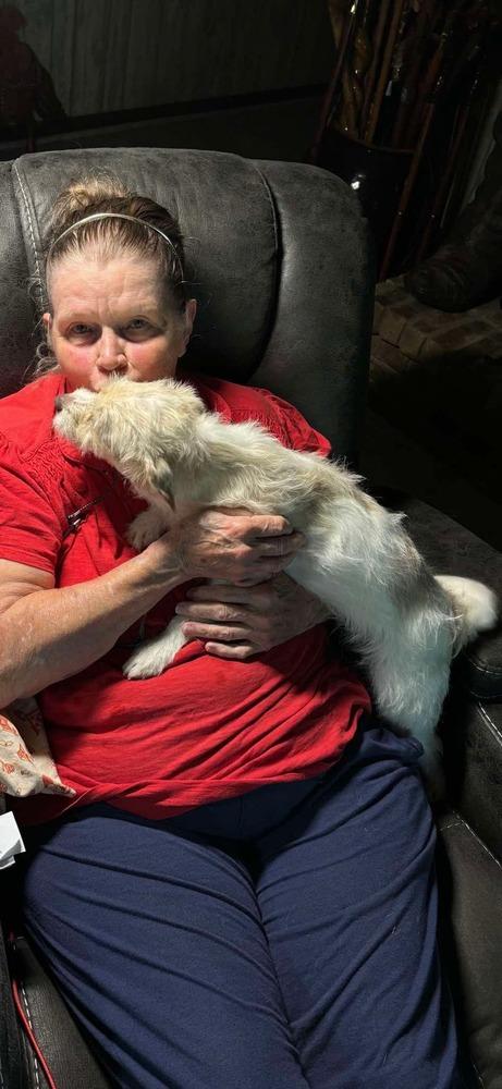 Enlarge Peaches, a Adopted mixed breed in Syracuse, NY image 6/6