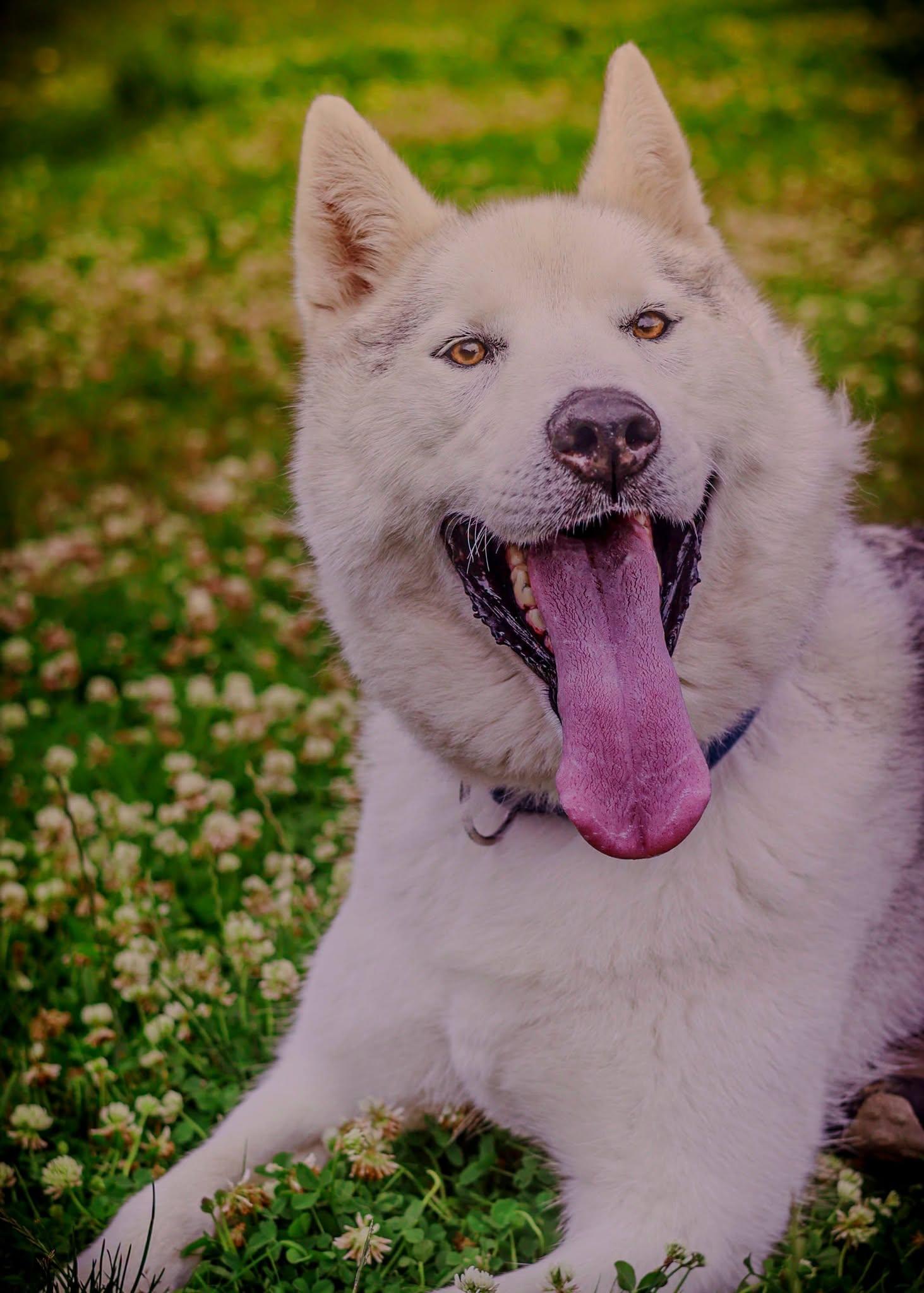 Ted, ADOPTABLE, Young Male Husky.