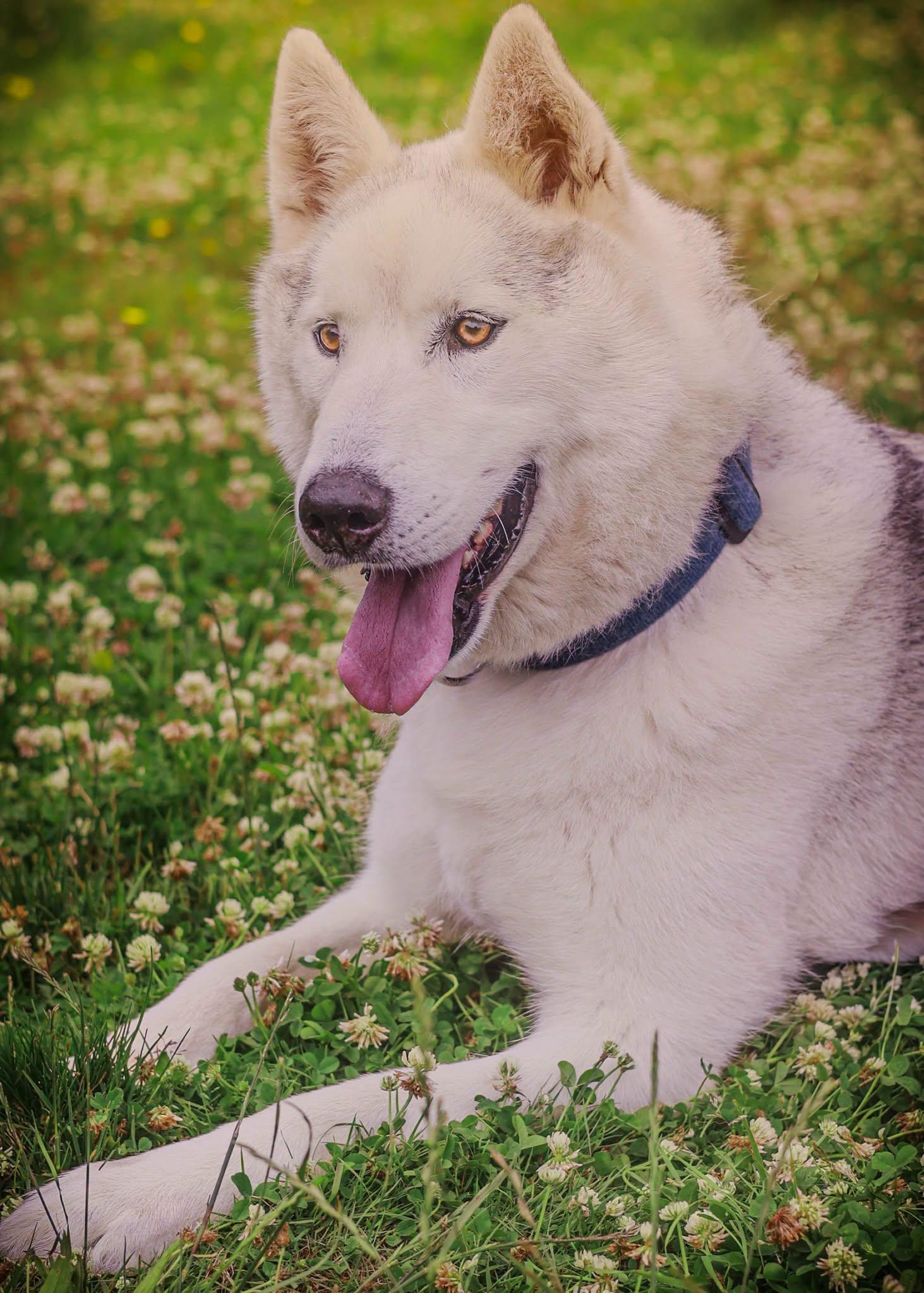Ted, a ADOPTABLE Husky in Tillamook, OR image 5/5