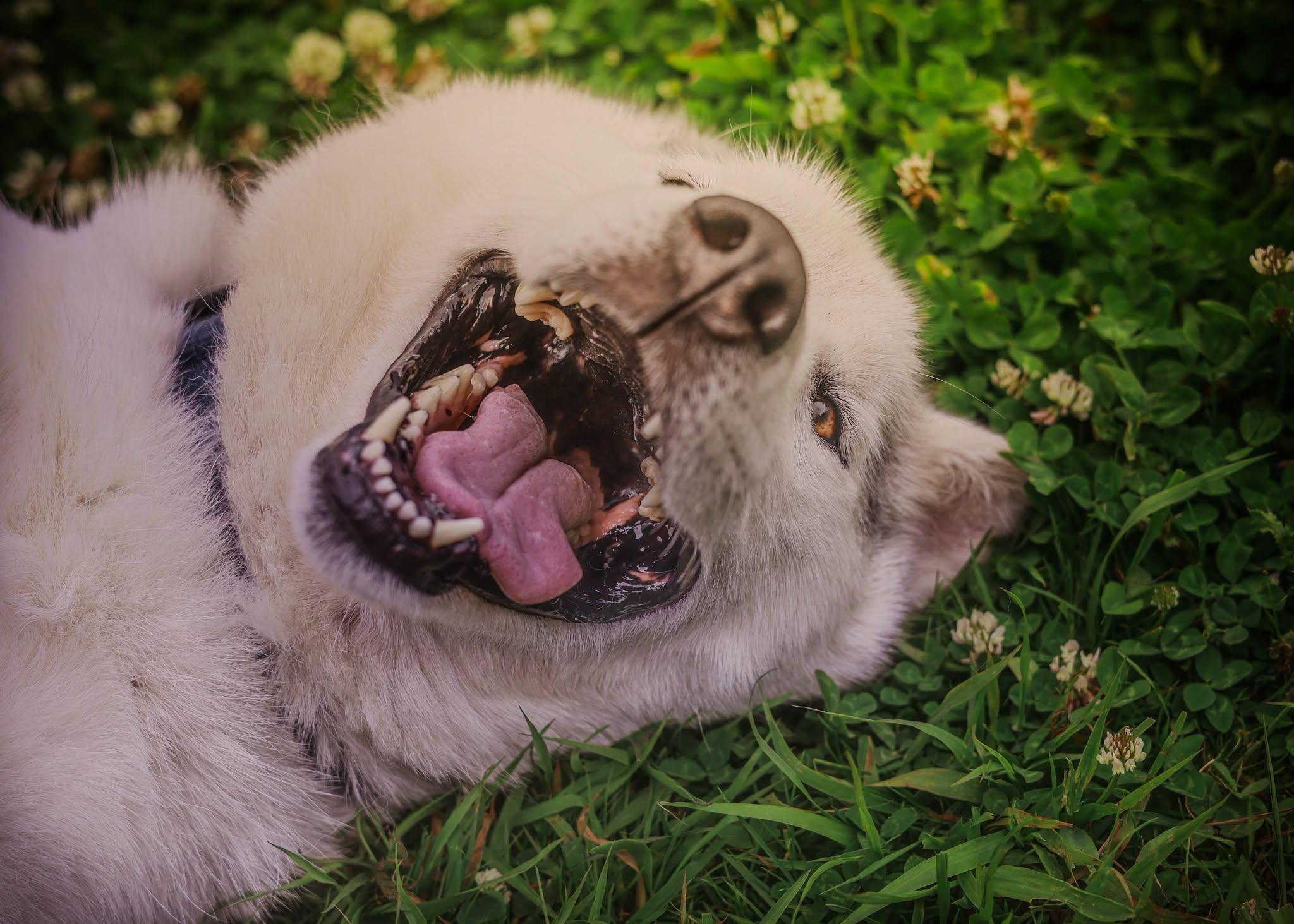 Ted, a ADOPTABLE Husky in Tillamook, OR image 1/5