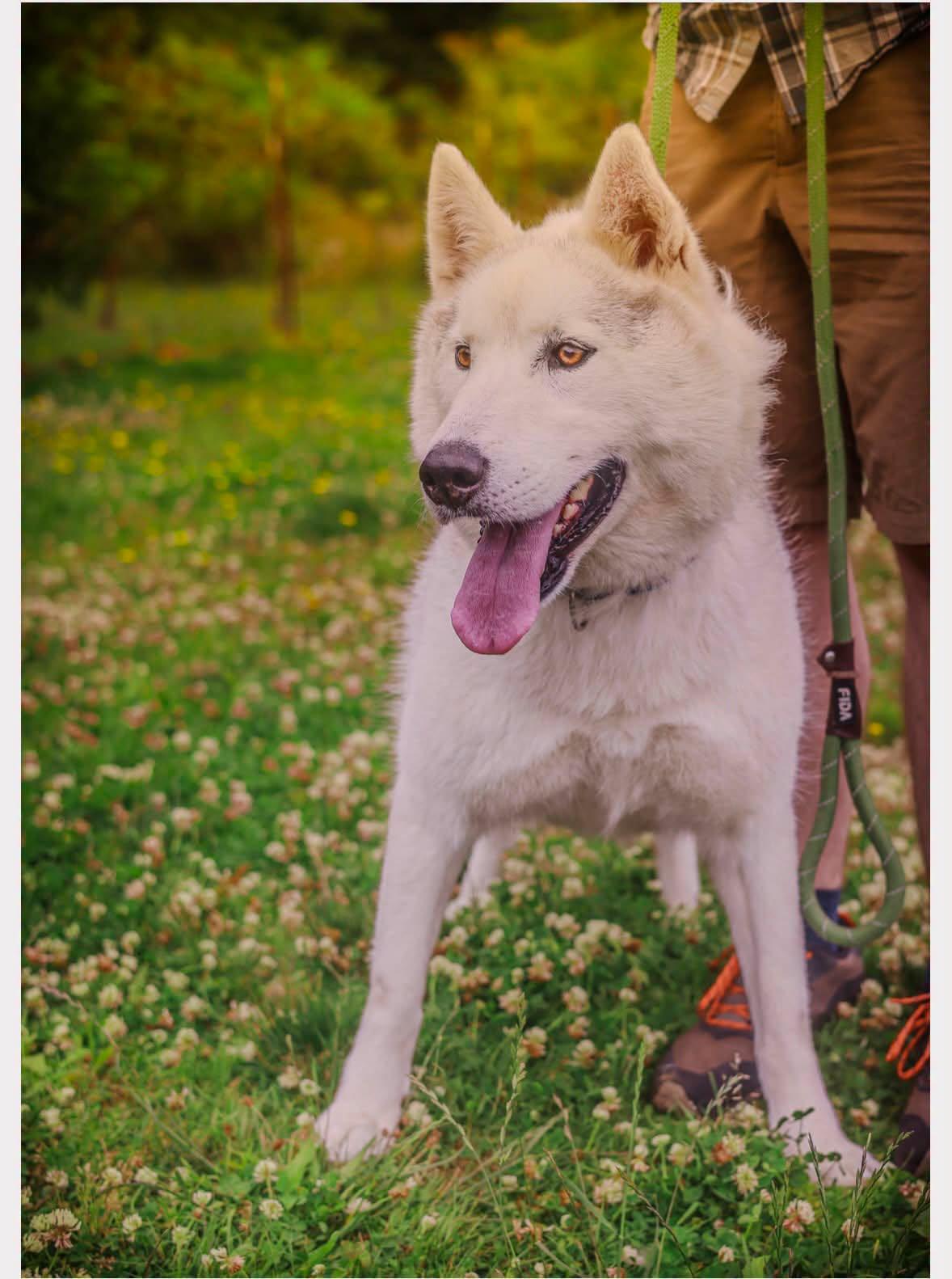 Ted, a ADOPTABLE Husky in Tillamook, OR image 3/5
