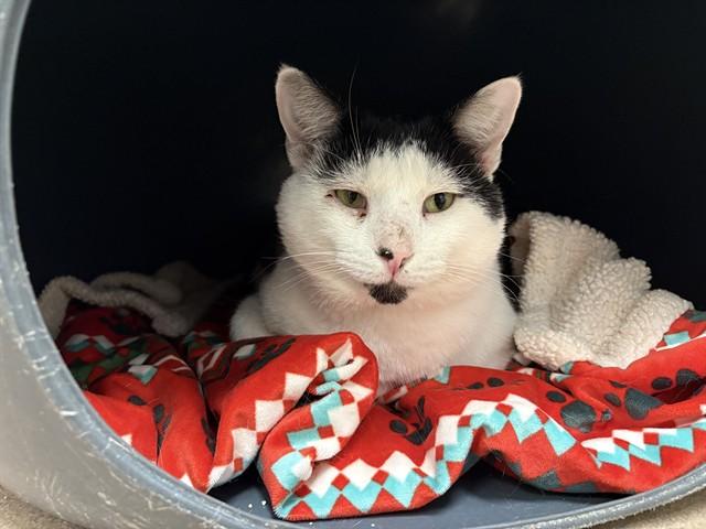 Enlarge PUFFY, a Adoptable Domestic Short Hair in Raleigh, NC image 1/1