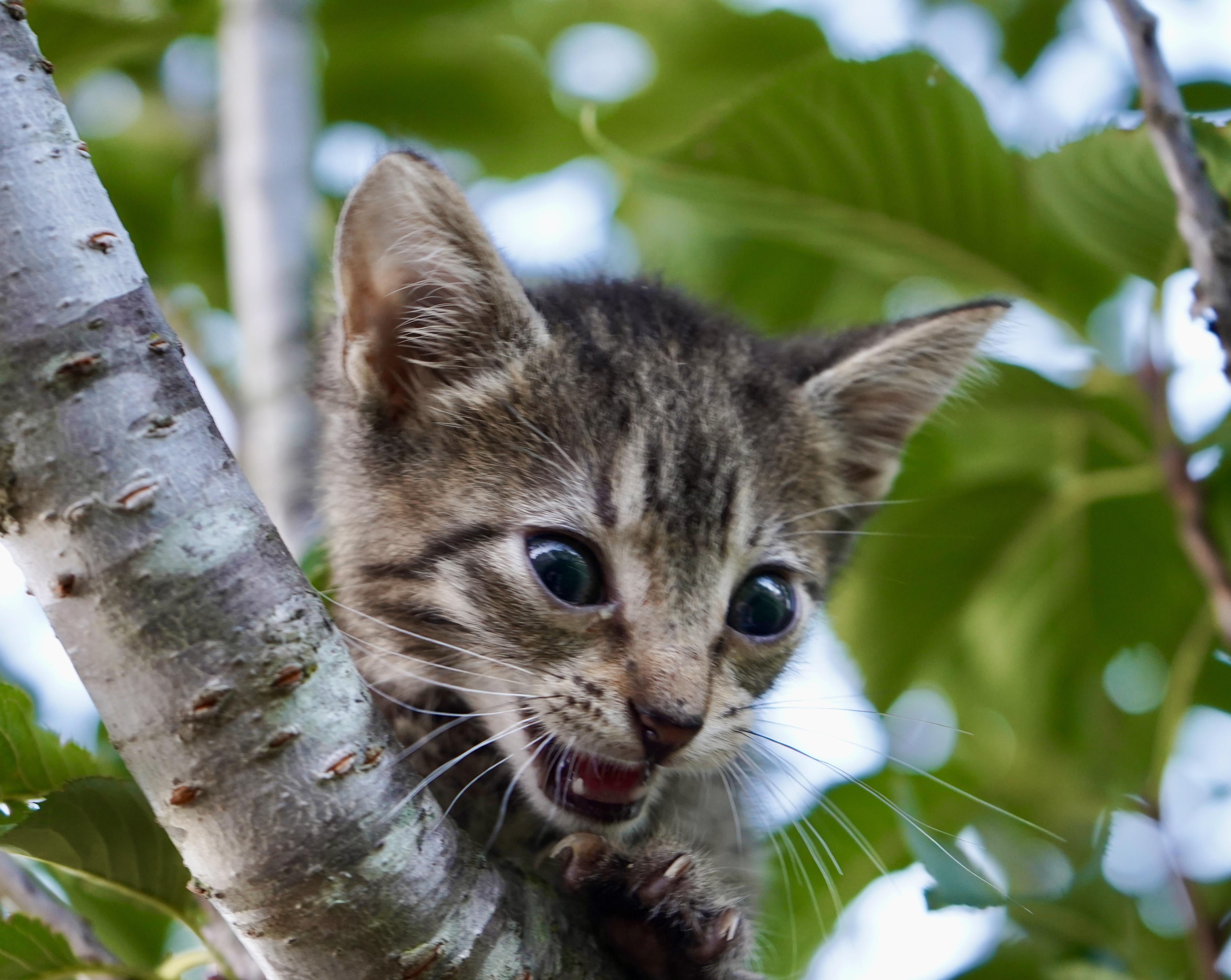Enlarge Krypton, a Adoptable American Shorthair in Suffolk, VA image 4/6