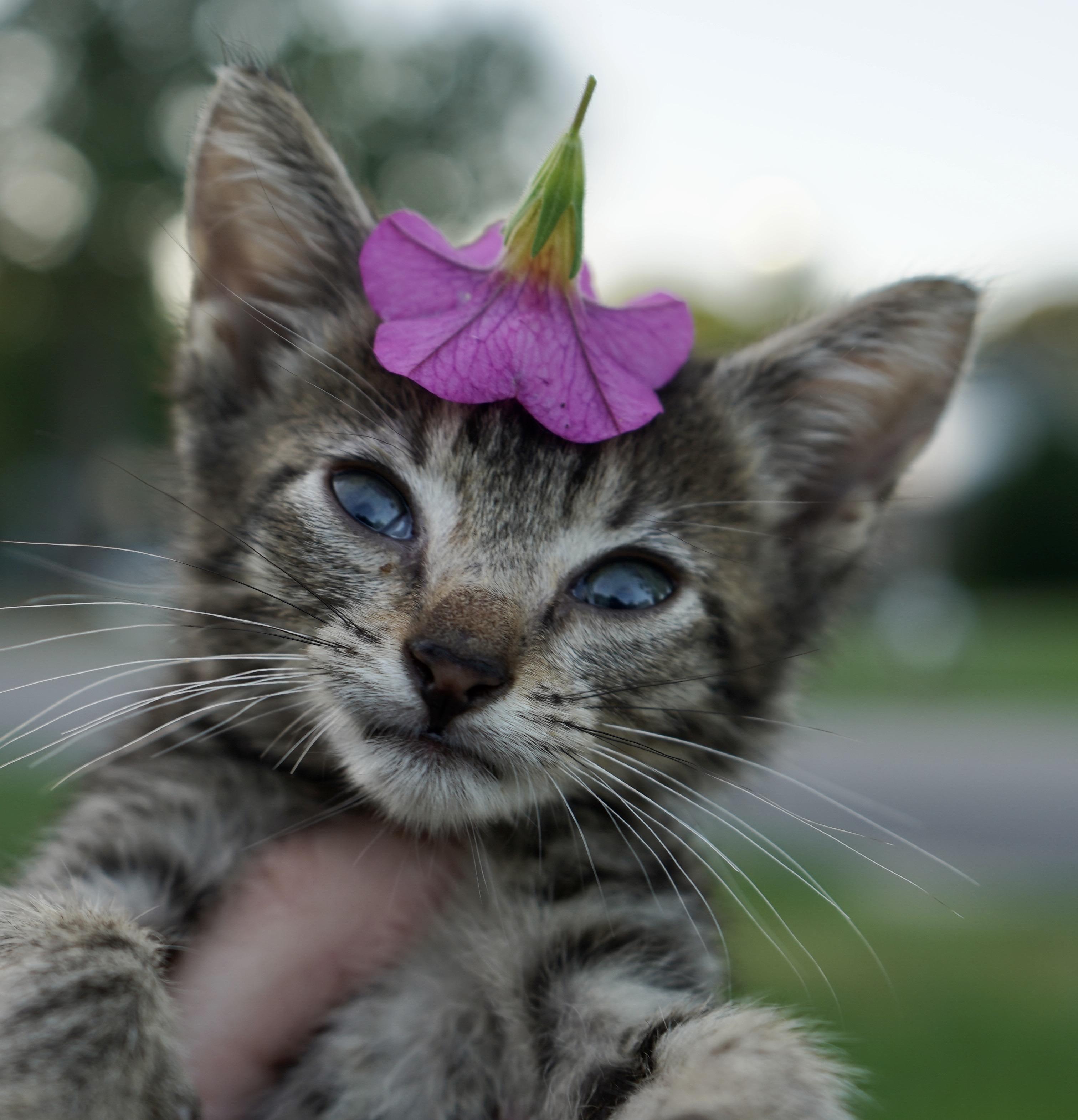 Enlarge Krypton, a Adoptable American Shorthair in Suffolk, VA image 1/6