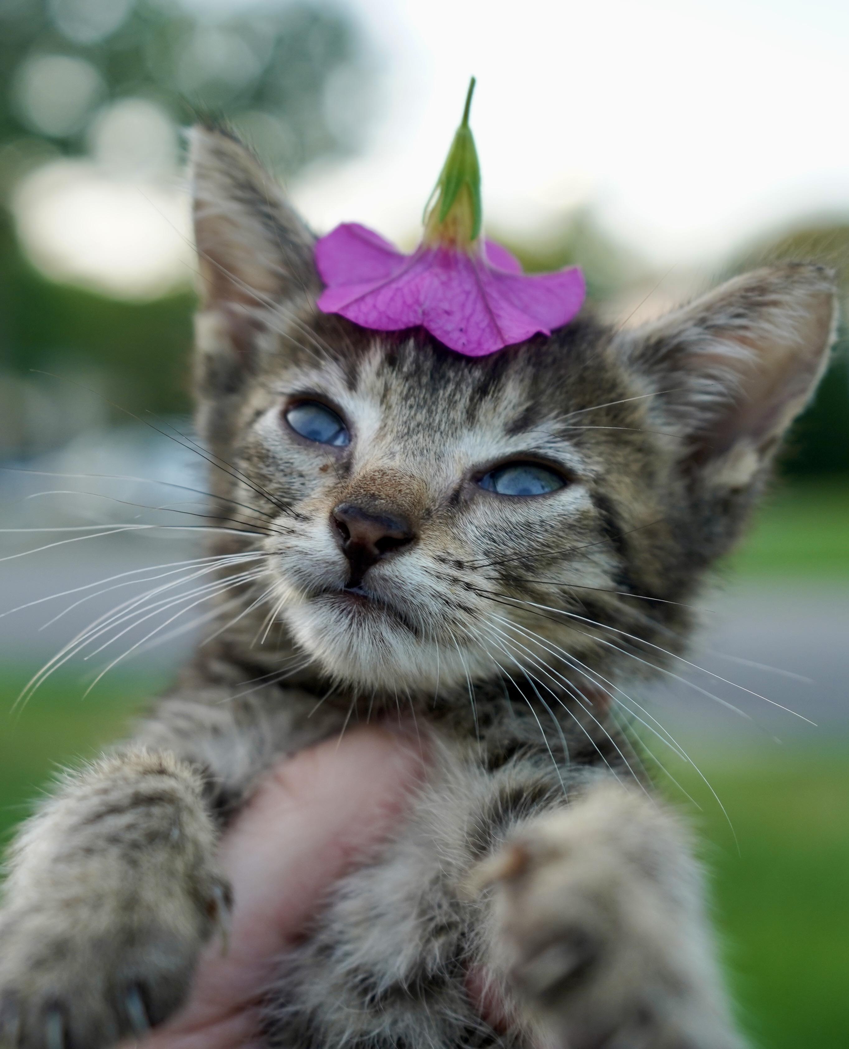 Enlarge Krypton, a Adoptable American Shorthair in Suffolk, VA image 3/6