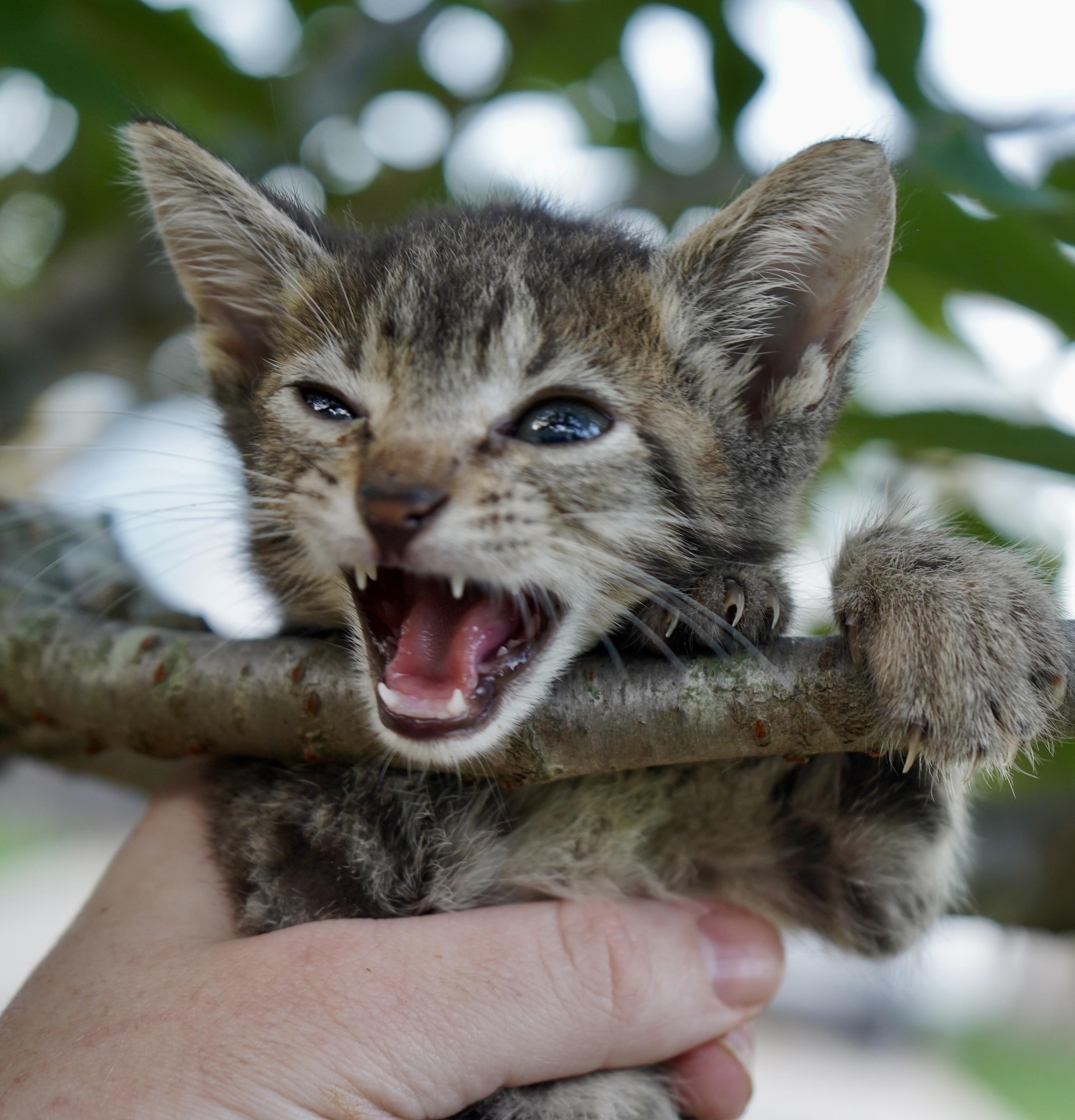 Enlarge Krypton, a Adoptable American Shorthair in Suffolk, VA image 5/6