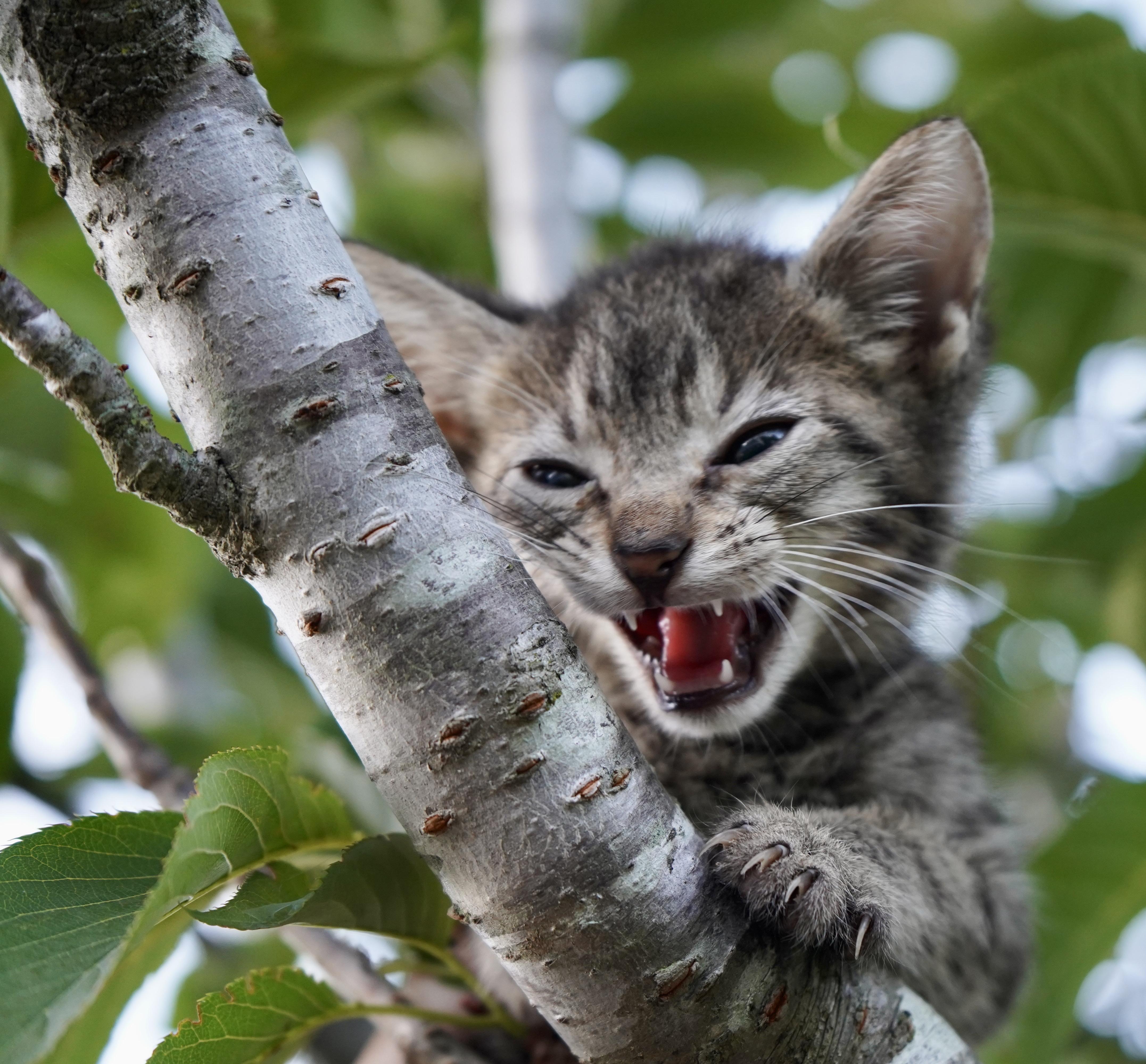 Enlarge Krypton, a Adoptable American Shorthair in Suffolk, VA image 2/6