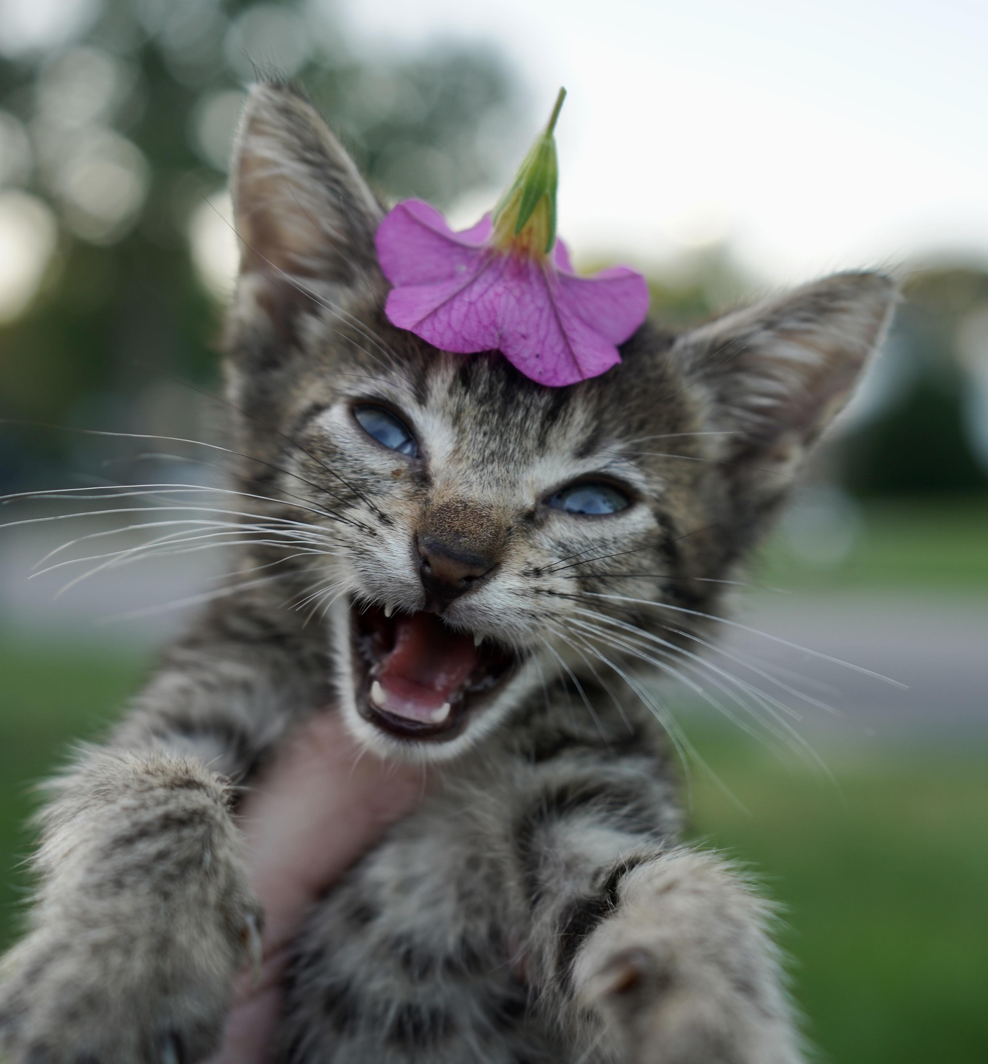 Enlarge Krypton, a Adoptable American Shorthair in Suffolk, VA image 6/6