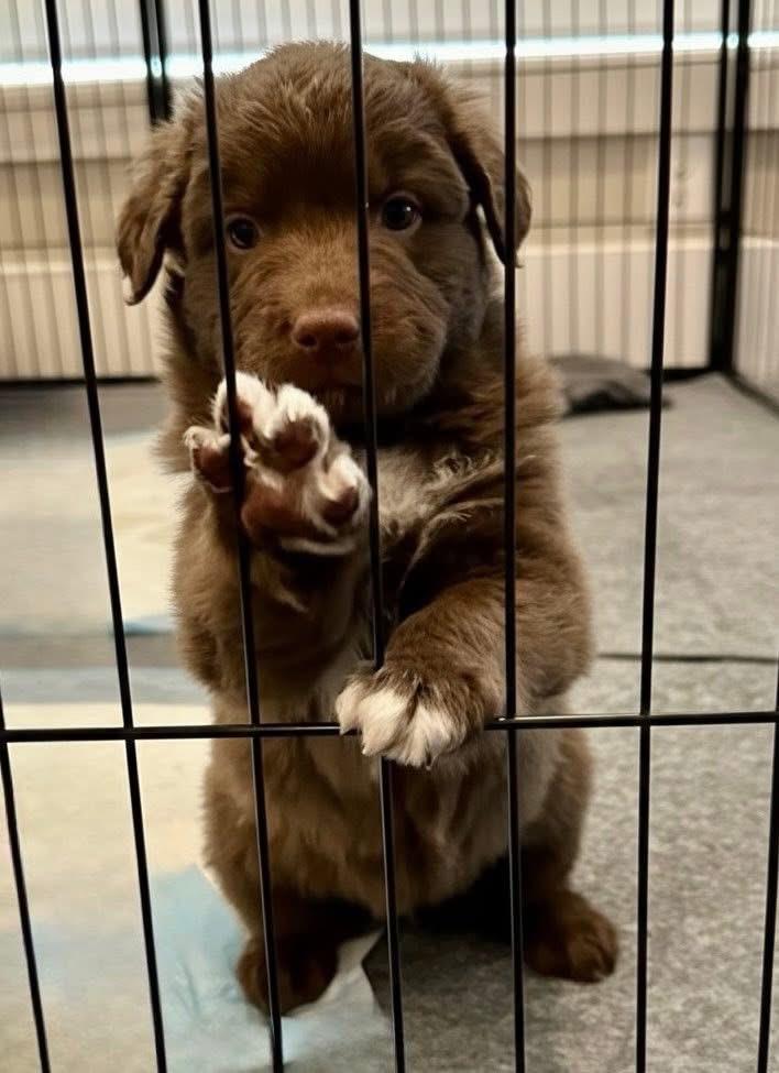 Enlarge Kramer, a Adoptable mixed breed in Rockwall, TX image 3/4