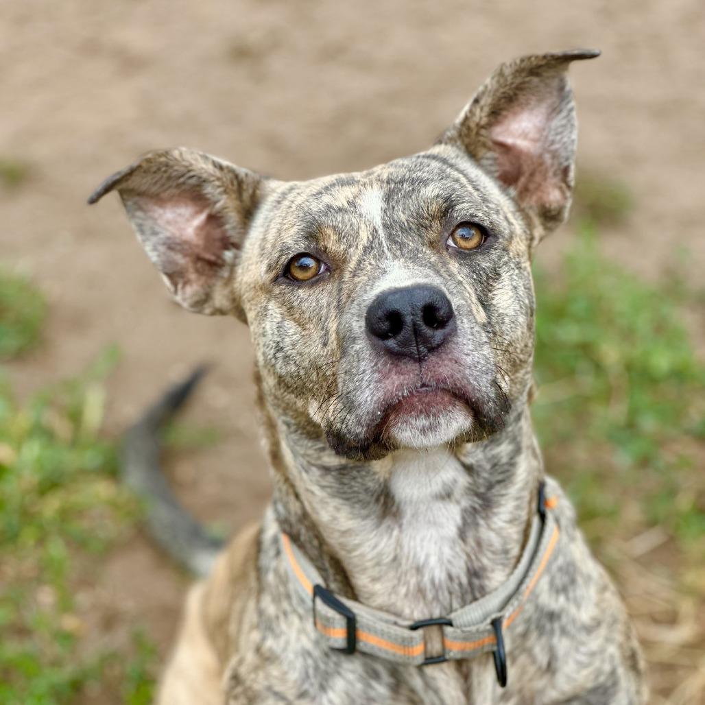 Coco Chanel, Adoptable, Adult Female Labrador Retriever & American Staffordshire Terrier.