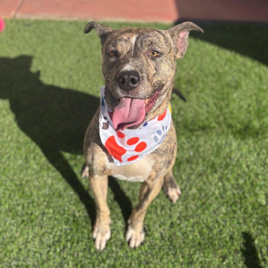 Enlarge Coco Chanel, a Adoptable mixed breed in San Diego, CA image 2/5