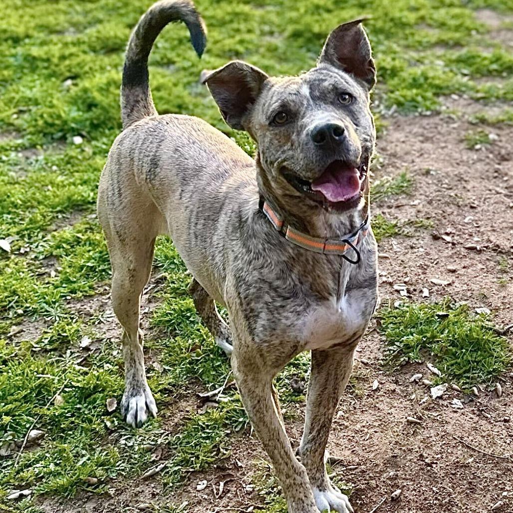 Enlarge Coco Chanel, a Adoptable mixed breed in San Diego, CA image 3/5