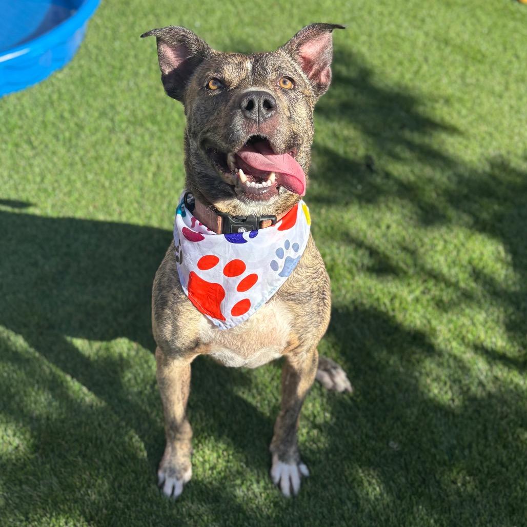 Enlarge Coco Chanel, a Adoptable mixed breed in San Diego, CA image 4/5