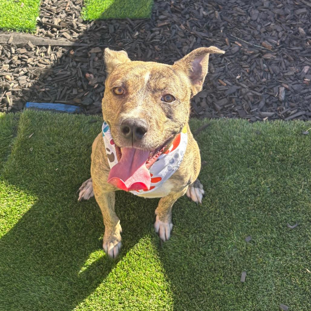 Enlarge Coco Chanel, a Adoptable mixed breed in San Diego, CA image 5/5