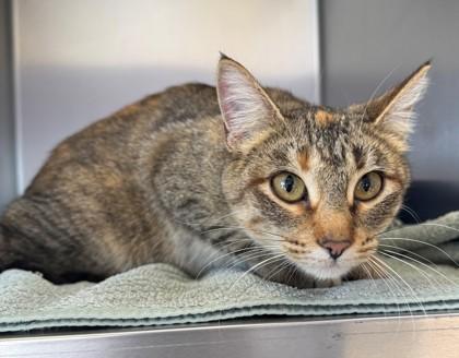 Ladybug, a Adoptable Domestic Short Hair in Willmar, MN image 1/2