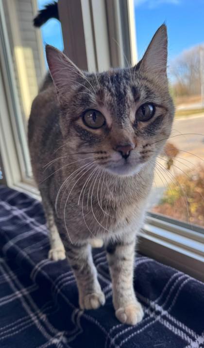 Ladybug, a Adoptable Domestic Short Hair in Willmar, MN image 2/2