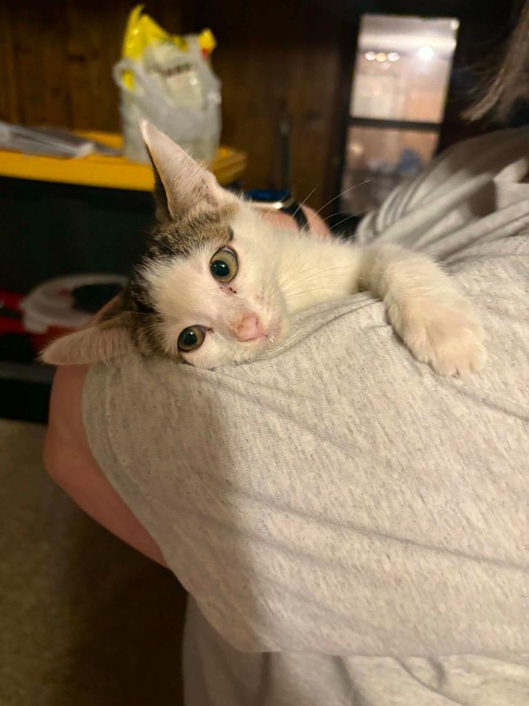 Mickelsen, Adoptable, Kitten Male Domestic Short Hair.