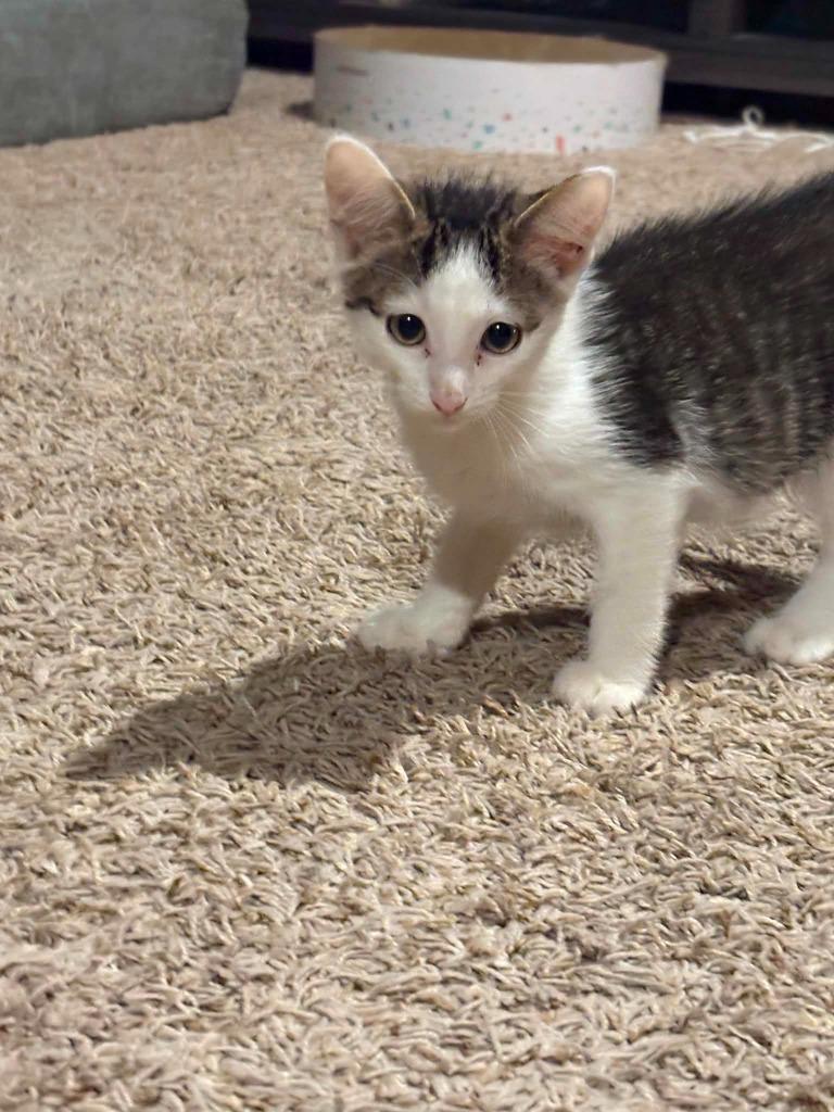 Enlarge Mickelsen, a Adoptable mixed breed in Miami, OK image 2/5