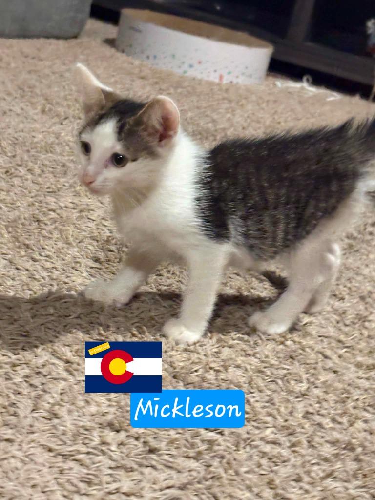 Enlarge Mickelsen, a Adoptable mixed breed in Miami, OK image 5/5
