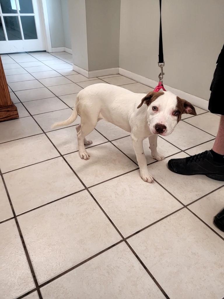 Enlarge Penelope, a Adoptable Pit Bull Terrier in Huntsville, TX image 1/1