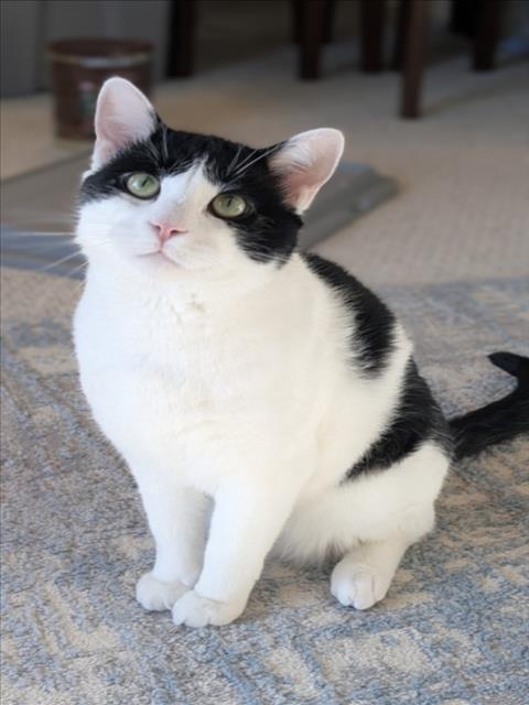 DAWSON, Adoptable, Adult Male Domestic Medium Hair.