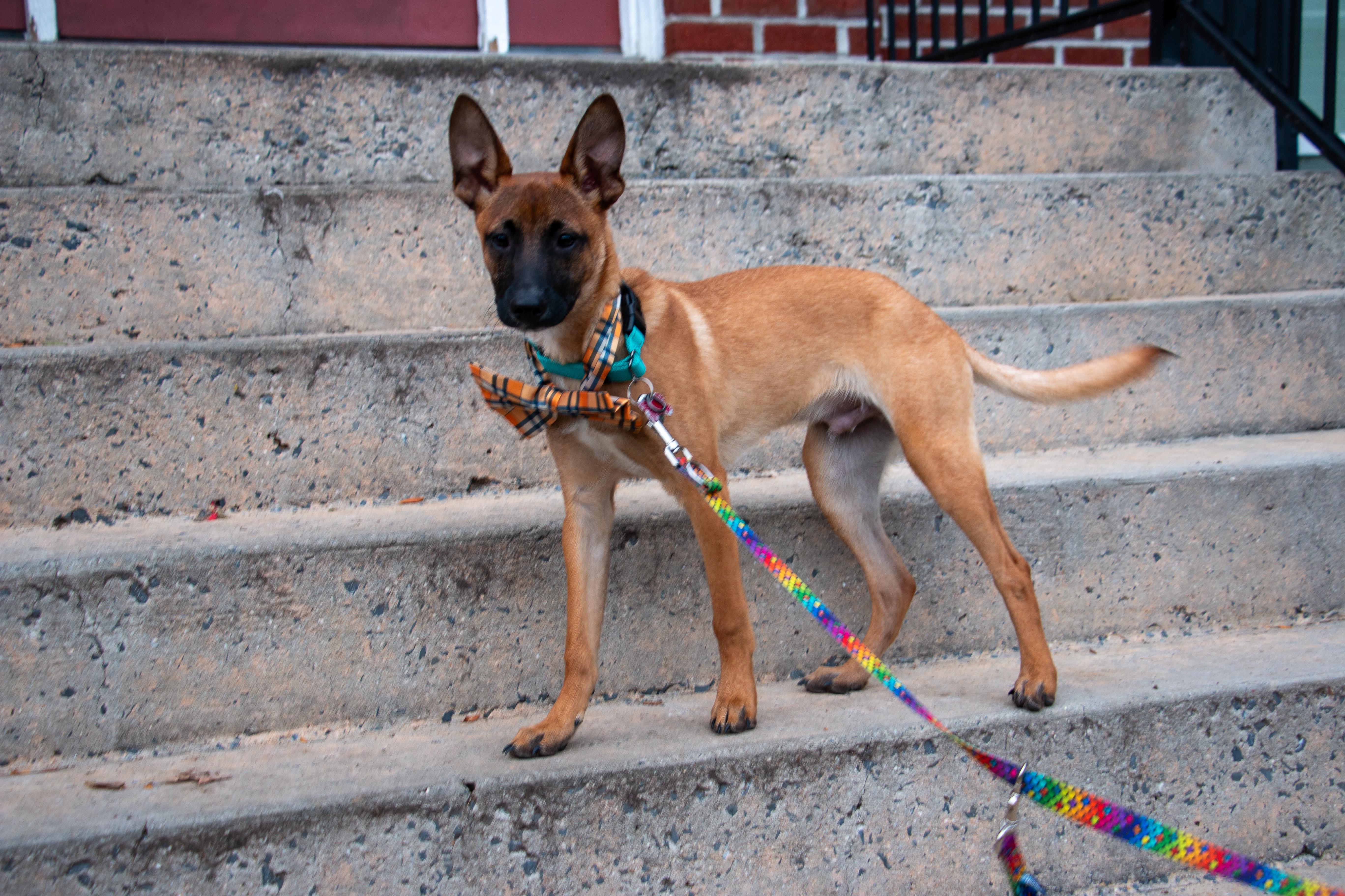 Enlarge Gaston the Smooch Monster, a Adoptable mixed breed in Scranton, PA image 3/6