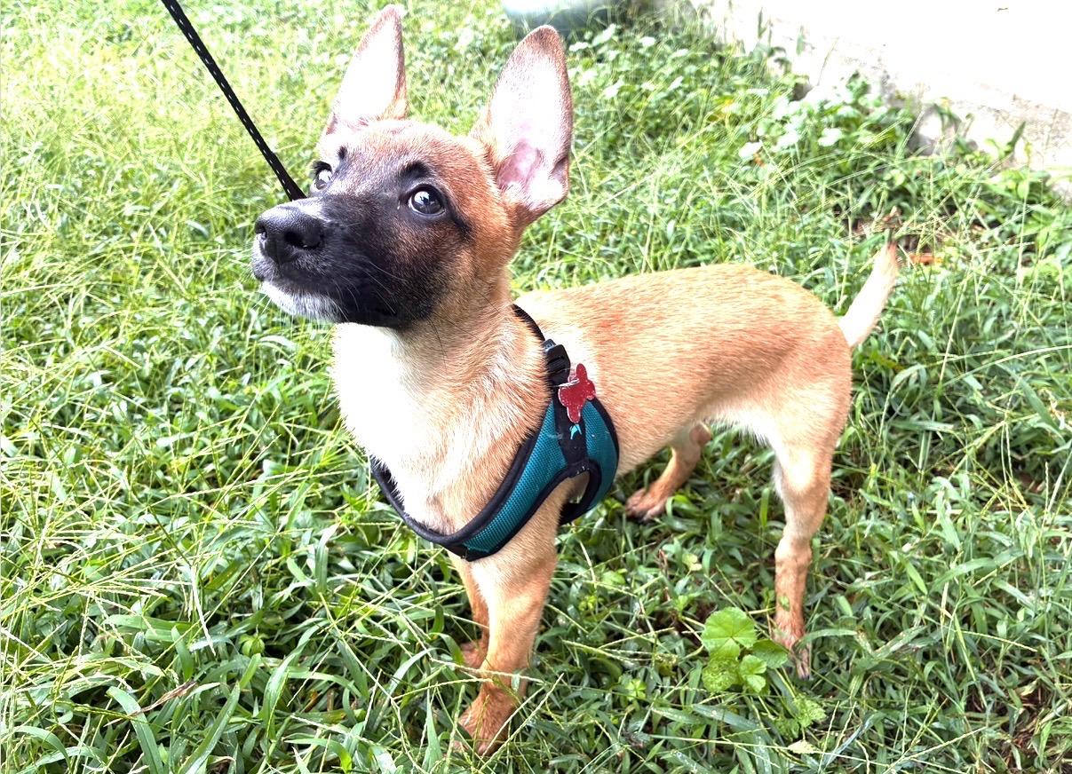 Enlarge Gaston the Smooch Monster, a Adoptable mixed breed in Scranton, PA image 5/6