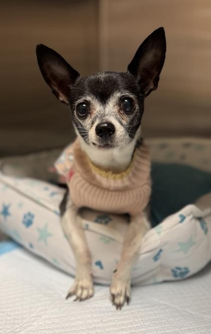 Blue, Adoptable, Senior Male Chihuahua & Mixed Breed.