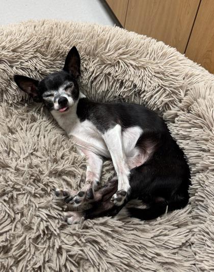 Blue, a Adoptable mixed breed in Missoula, MT image 2/3