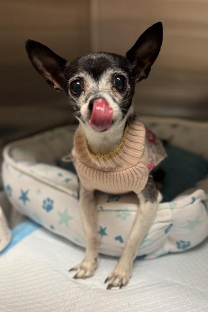 Blue, a Adoptable mixed breed in Missoula, MT image 3/3