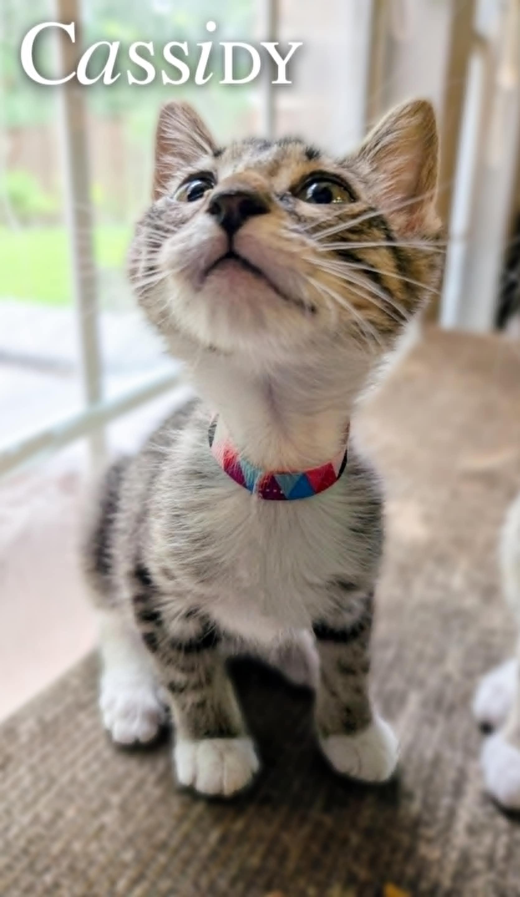 Cassidy