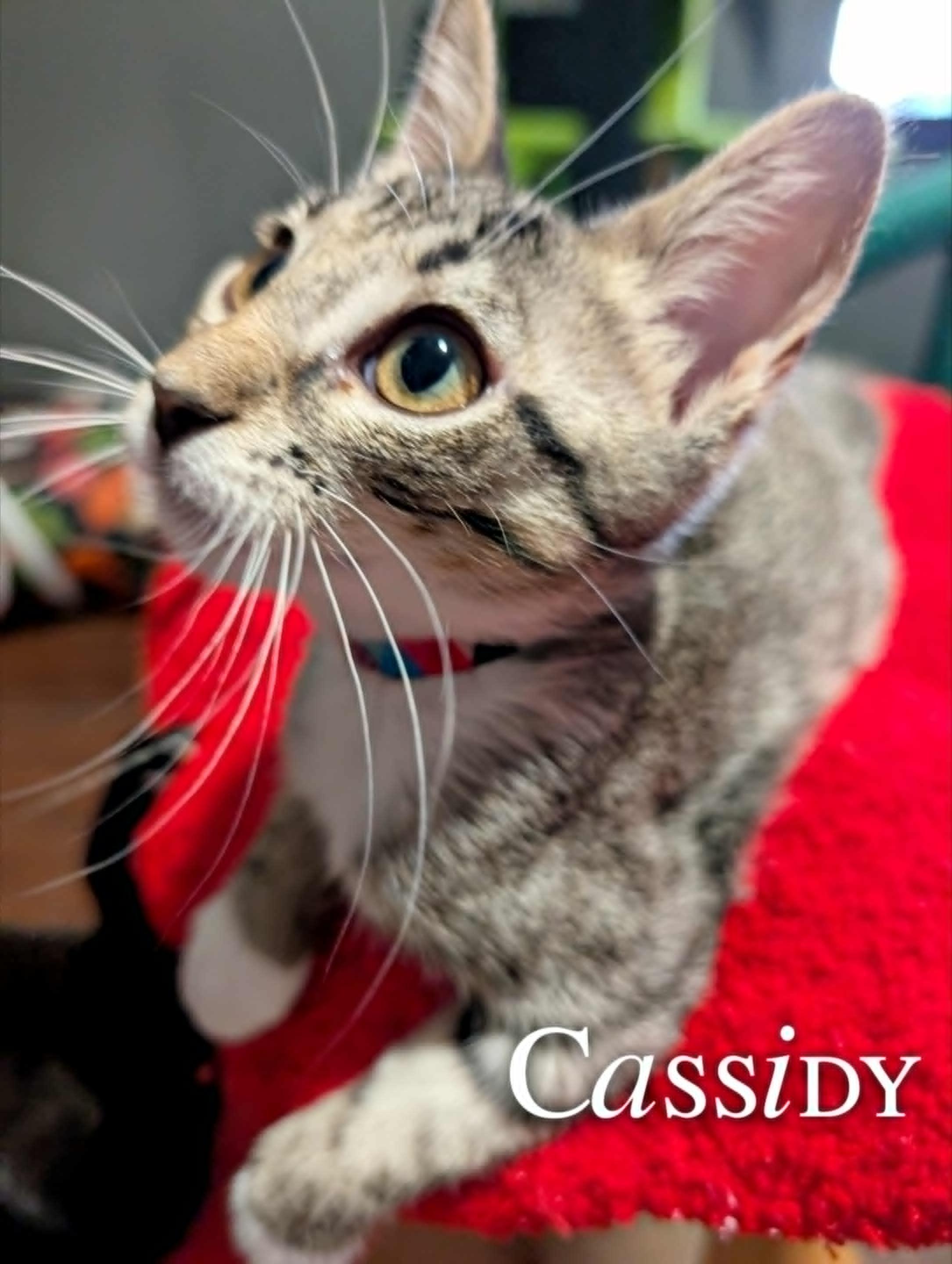 Cassidy