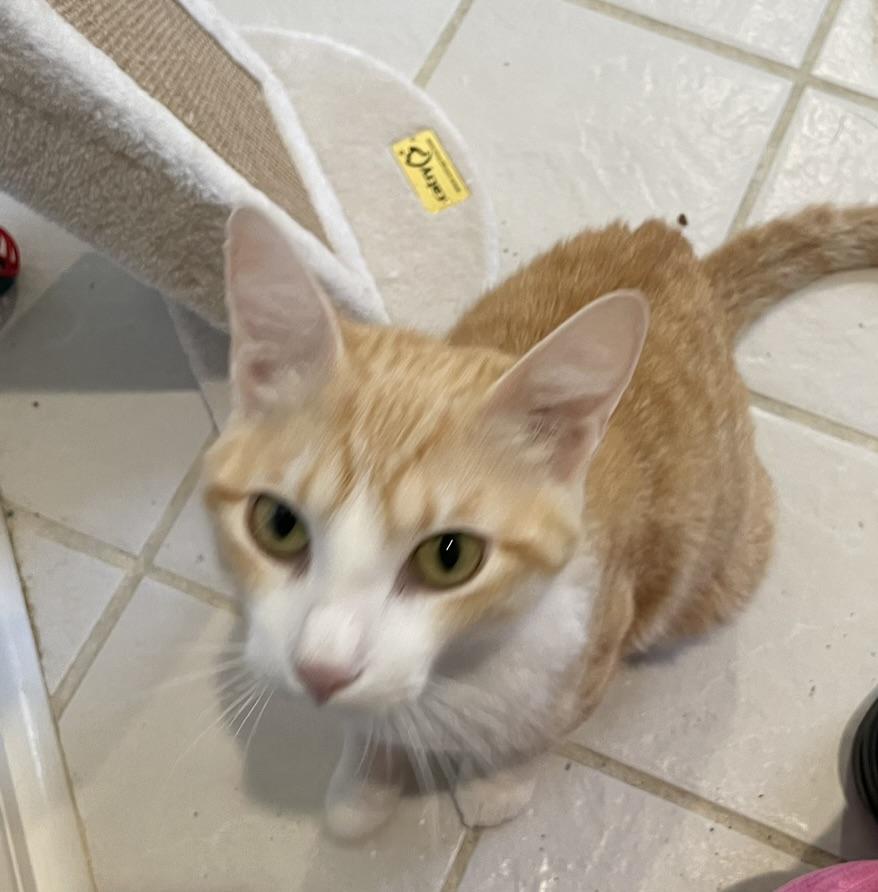 Yuri-Portofino PetSmart