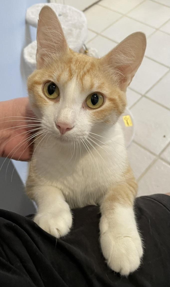 Yuri-Portofino PetSmart — thumbnail 2