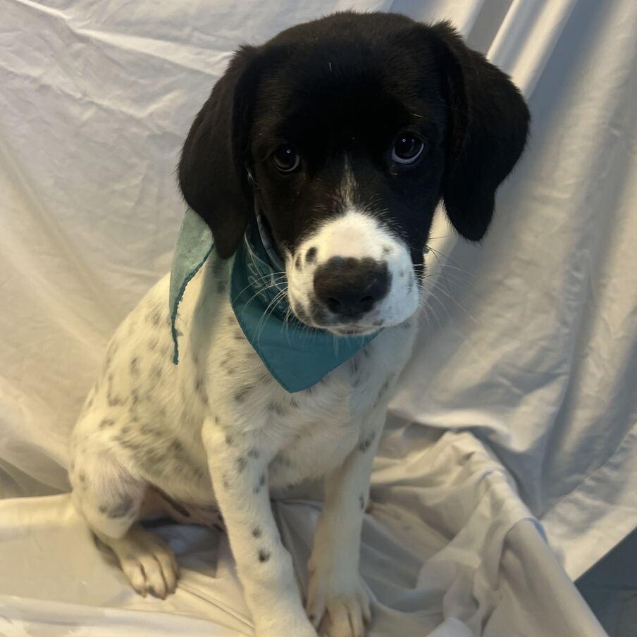 Enlarge Brandon, a Adoptable Mixed Breed in Canal Winchester, OH image 1/2