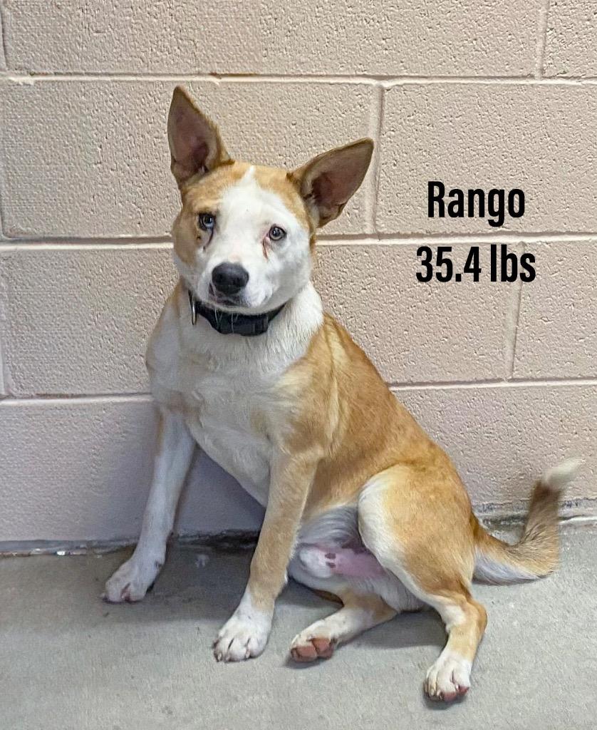 Enlarge Rango, a Adoptable mixed breed in Clearfield, KY image 1/1