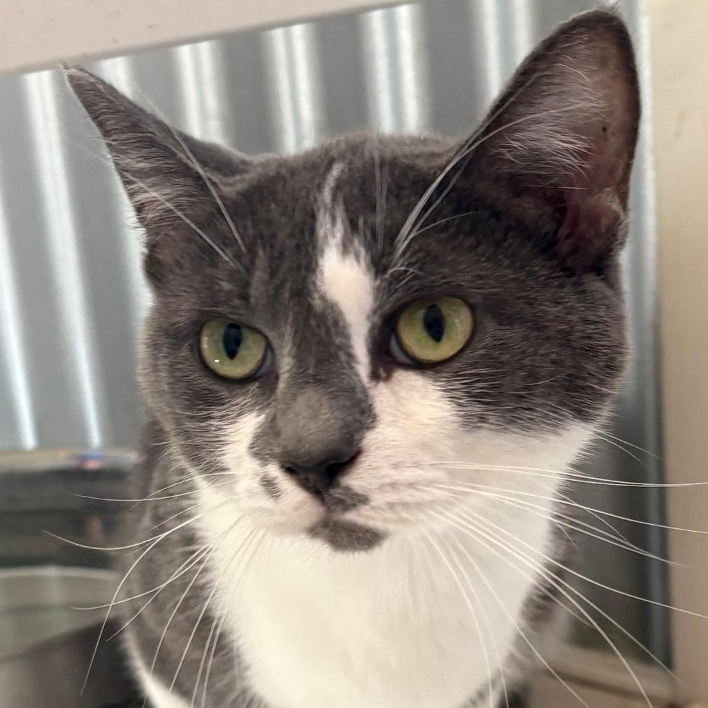 Enlarge Cher, a Adoptable Domestic Short Hair in Elwood, IN image 1/1
