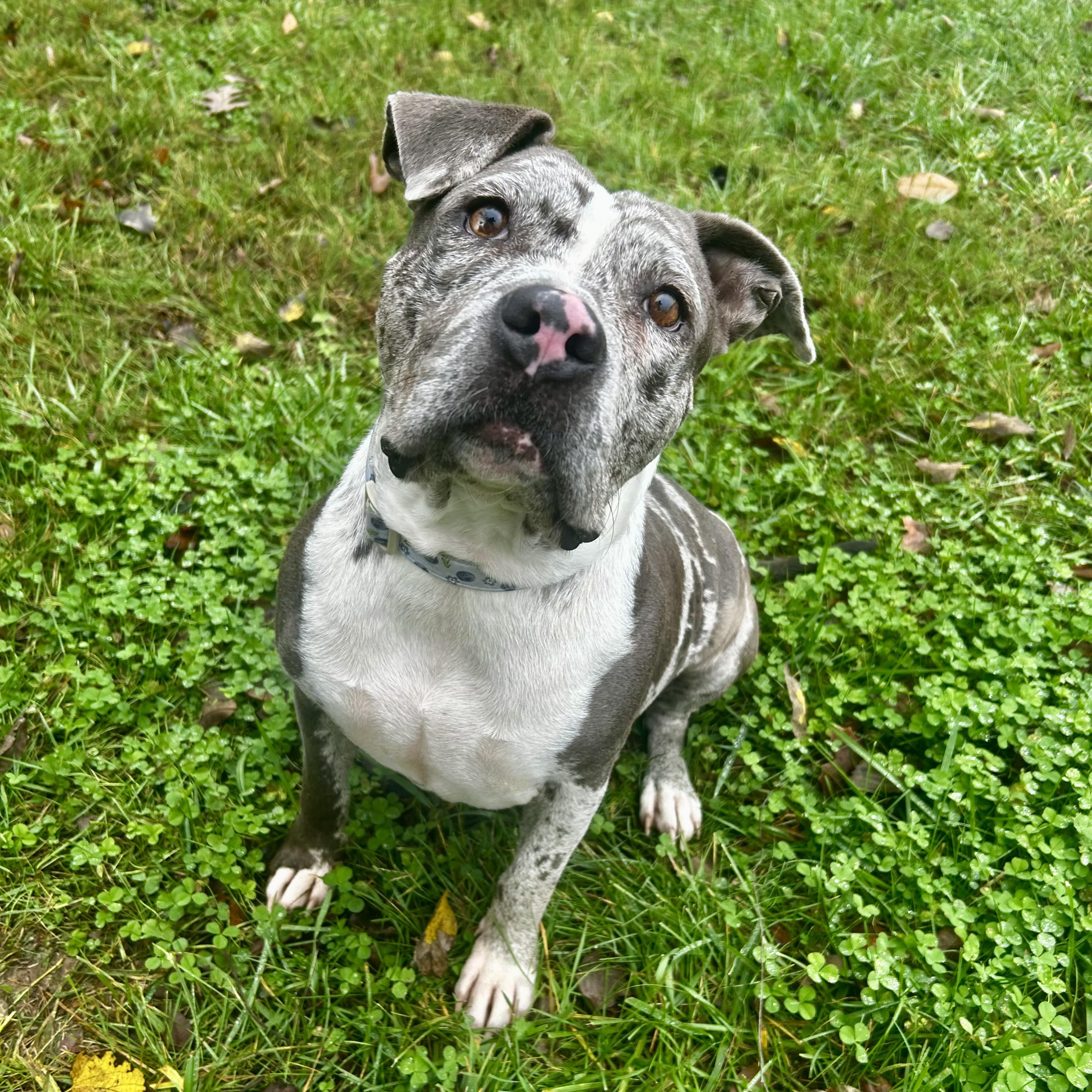 Blueberry, Adoptable, Adult Female American Bully & American Staffordshire Terrier.