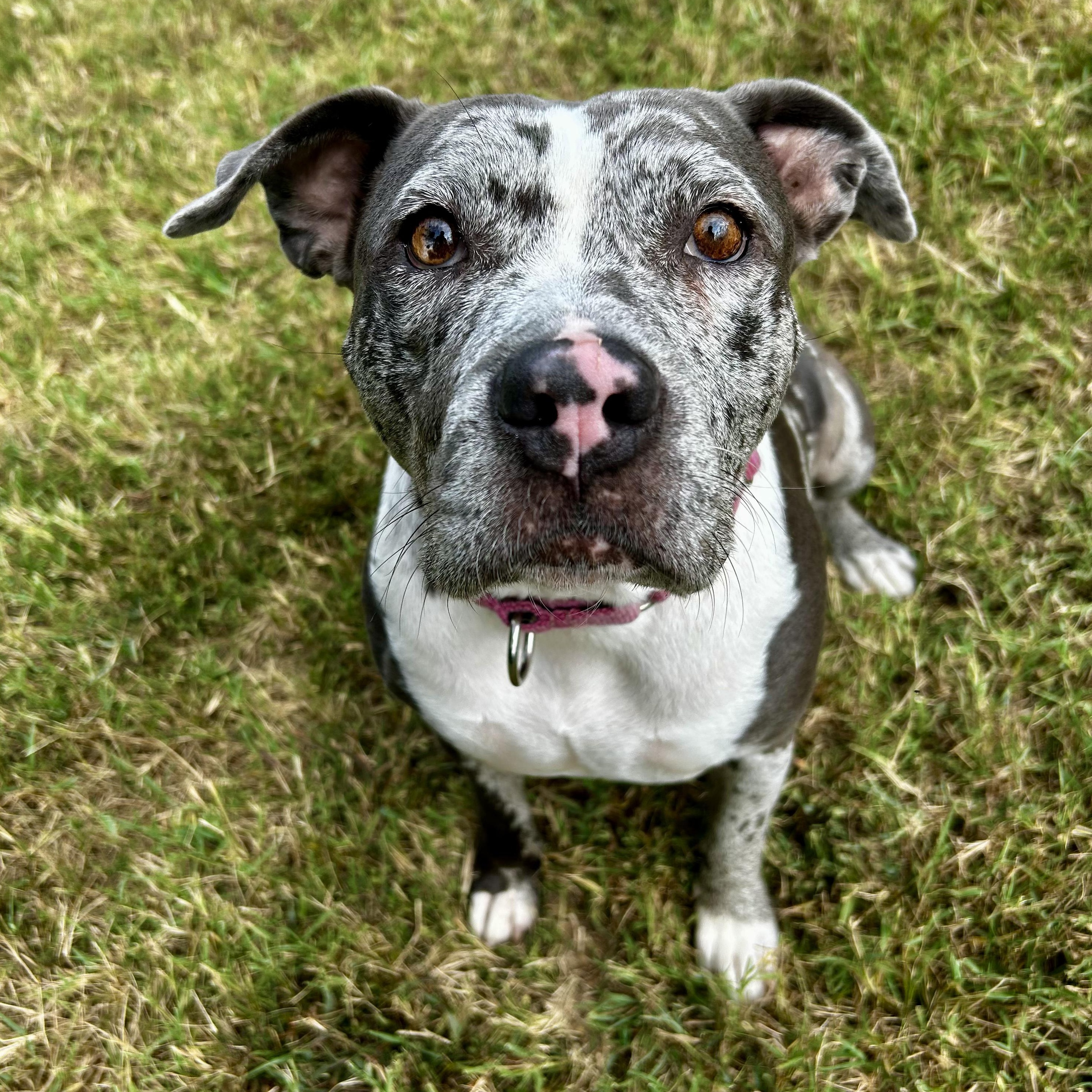 Blueberry, a Adoptable mixed breed in Murphysboro, IL image 2/6