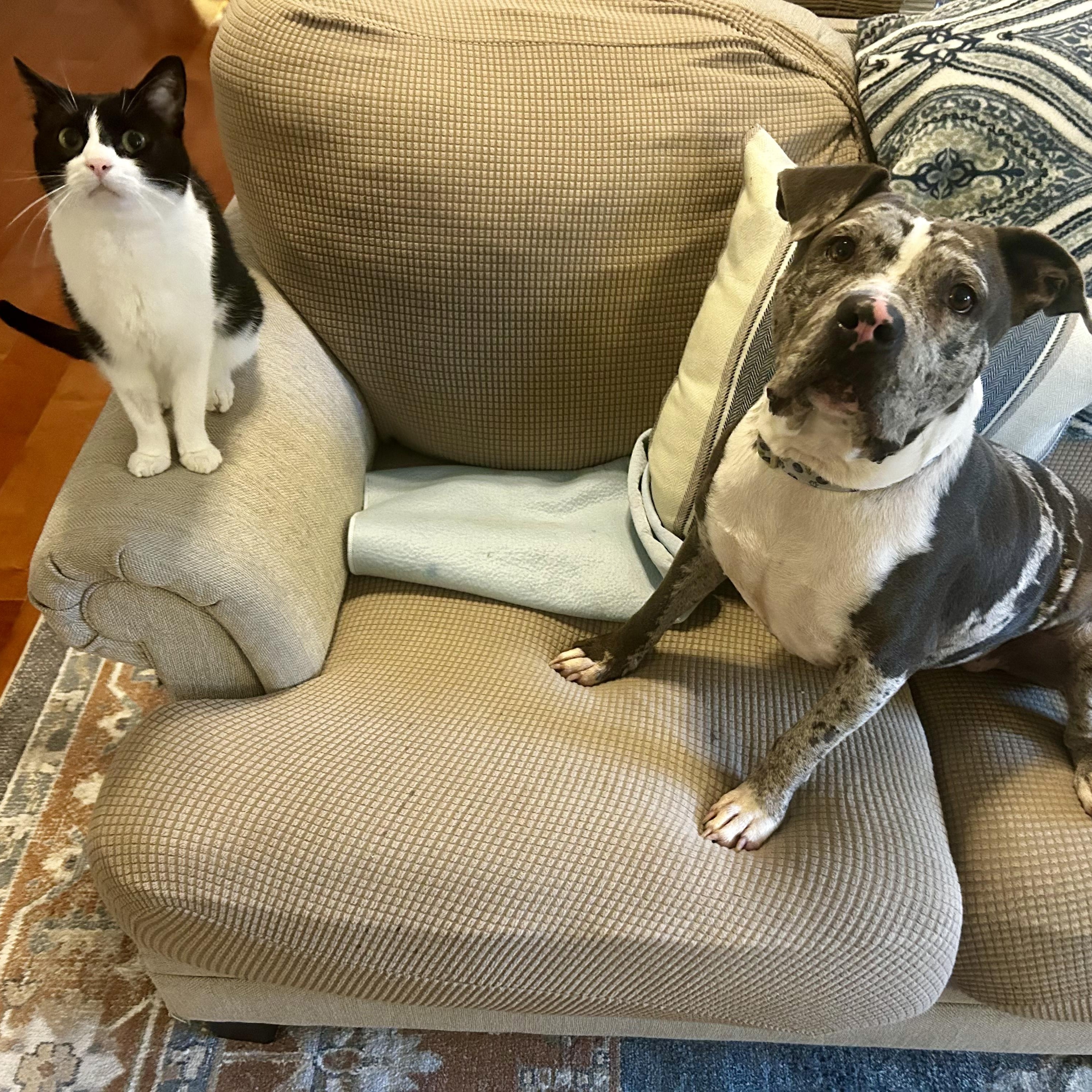 Blueberry, a Adoptable mixed breed in Murphysboro, IL image 3/6