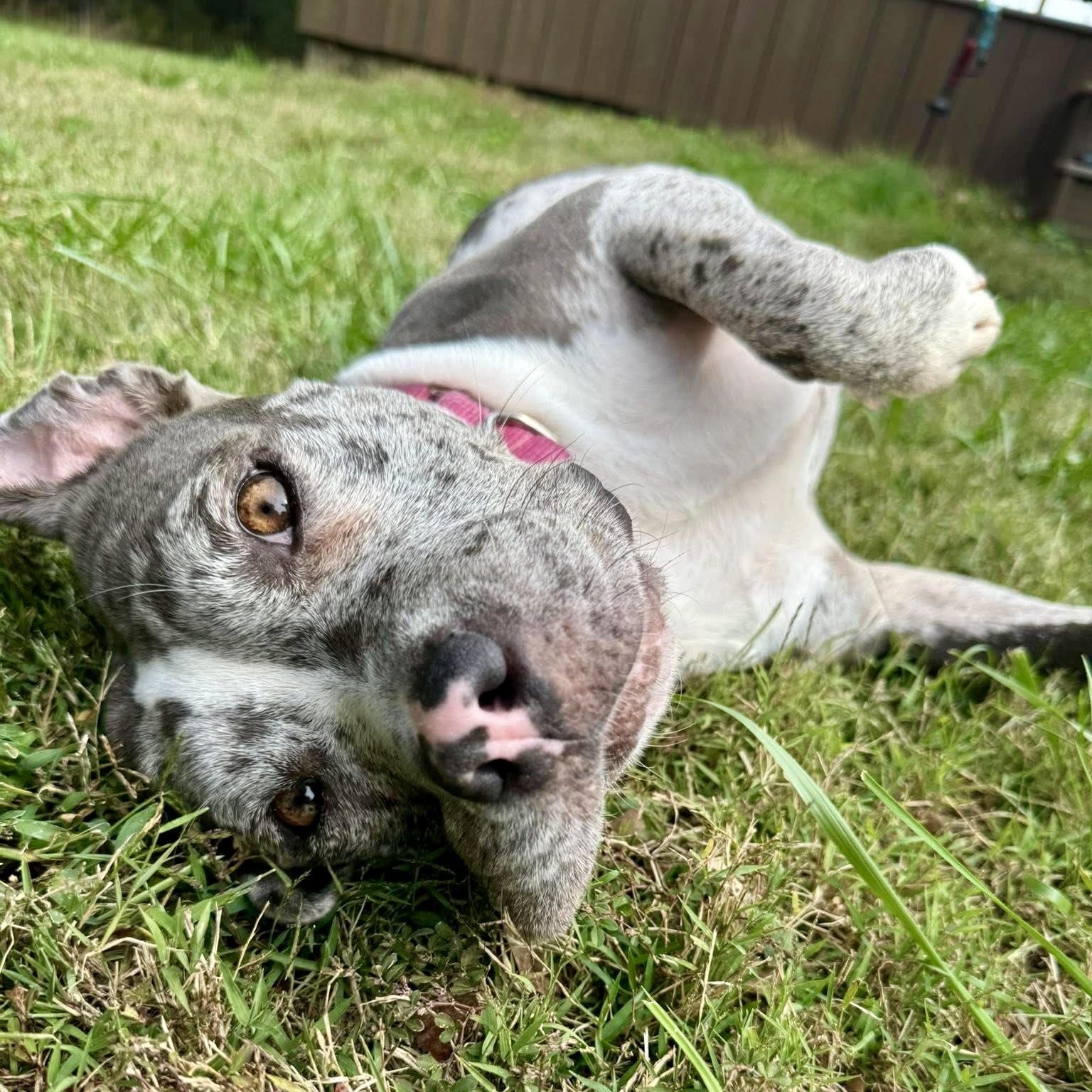 Blueberry, a Adoptable mixed breed in Murphysboro, IL image 6/6