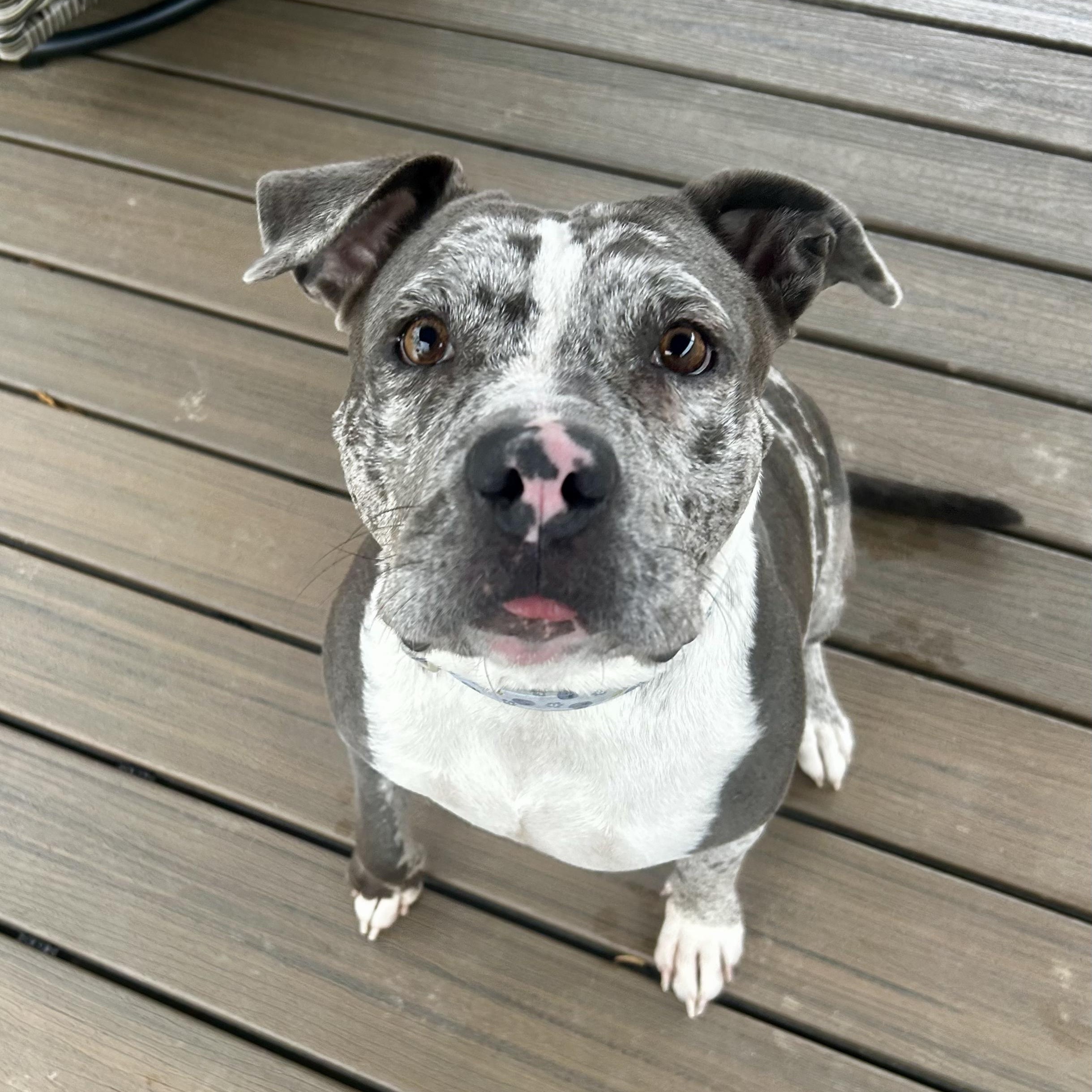 Blueberry, a Adoptable mixed breed in Murphysboro, IL image 4/6